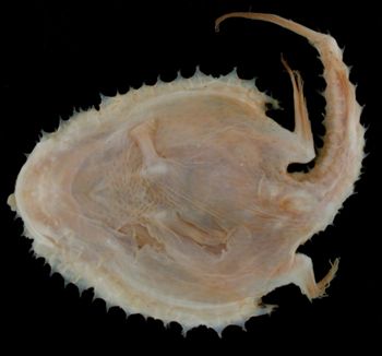 Media type: image; Ichthyology 28726